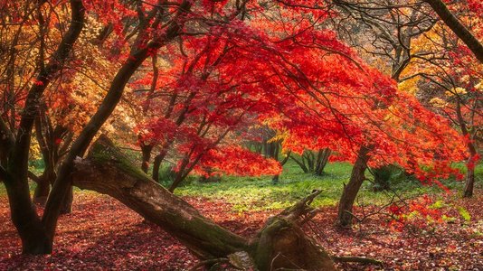令人惊叹的五颜六色充满活力的红色和黄色日本枫树在秋天森林林地景观细节在英国农村