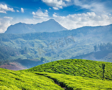 清晨的绿茶种植园，印度喀拉拉邦，Munnar。印度喀拉拉邦Munnar茶园