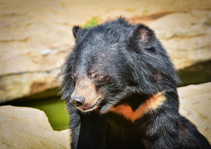 亚洲黑熊在夏季游泳池附近放松