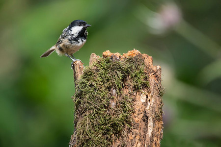 森林景观中树上可爱的小燕雀Periparus Ater