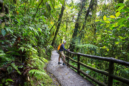 哥斯达黎加徒步旅行徒步旅行在绿色的热带丛林，哥斯达黎加，中美洲