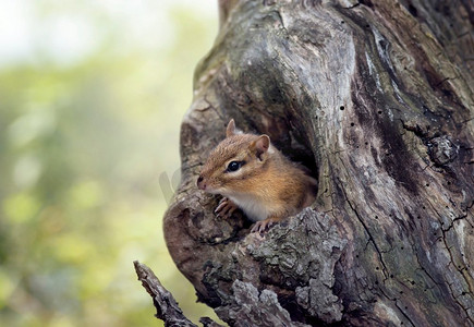 可爱的花栗鼠从树洞里偷看。花栗鼠从树洞里偷看