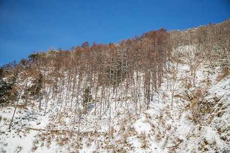 冬季日本风景摄影照片_自然、景观和野生动物概念—日本的冬季森林。日本冬季森林