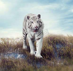 白虎走在草原上。草原白虎