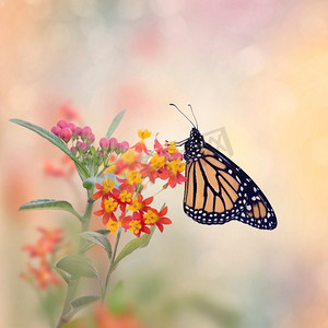 Monarch Butterfly（Danaus plexippus）在热带Milkweed植物上进食。帝王蝶在热带牛奶草植物上。