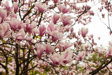 春天开着美丽的粉红色的玉兰树。开花的玉兰