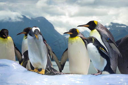 企鹅群对抗冬季景观