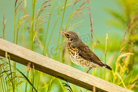小鸟站在木板在草领域，湖水在背景。小鸟在绿色的草在湖岸边