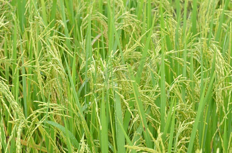 大米.小穗稻在绿叶的背景上