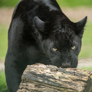 美丽的肖像黑豹黑豹在五颜六色。令人惊叹的肖像黑豹panthera pardus在五颜六色的风景