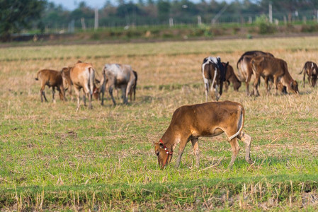 成群动物摄影图片-成群动物摄影作品-千库网