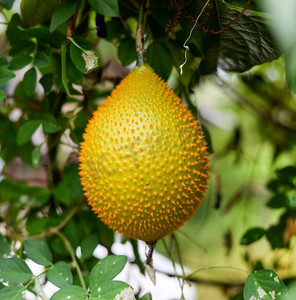 Gac水果挂在农场的藤上/其他名称婴儿菠萝蜜，Cochinchin葫芦，刺苦瓜