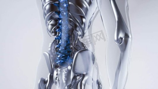 人体脊柱骨骼与器官的骨骼模型。带器官的人体脊柱骨骼模型