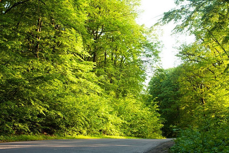 阳光透过茂盛的森林树叶照射在路上。林中之路