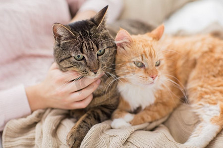 宠物、卫生和人的概念-红猫和猫在床上的女主人特写。主人与红猫和猫躺在床上的特写