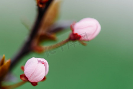 粉红色樱桃树花蕾关闭在春天