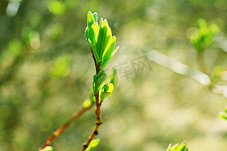 新芽摄影照片_芽和叶在树枝春天背景