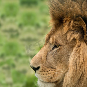 令人惊叹的丛林之王亲密肖像形象巴巴里·阿特拉斯狮子美洲豹利奥