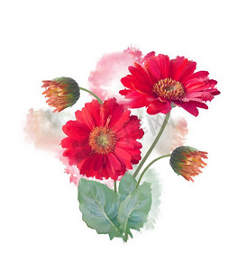 数字花卉摄影照片_数码绘画的非洲菊花。非洲菊花卉水彩