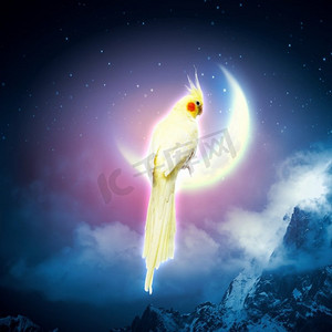 坐在月亮上的鹦鹉。黄鹦鹉坐在月球上的形象