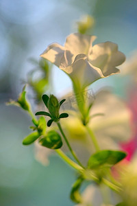 夏天的矮牵牛花和日落