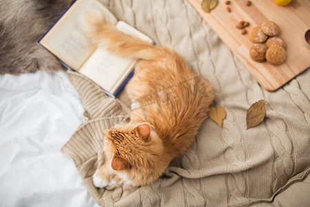 宠物，卫生和家畜概念-冬天躺在家里毯子上的红色猫猫。冬天躺在家里毯子上的红猫猫