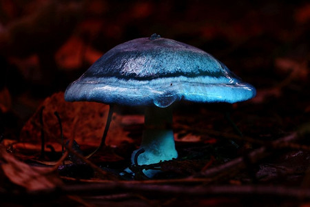 魔法图片摄影照片_小毒蘑菇，魔术图片