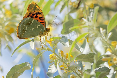 柳叶底纹摄影照片_柳叶上的帝王蝶。柳树上的帝王蝶