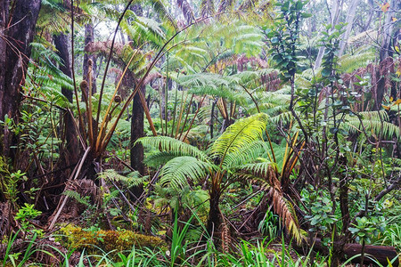 蕨类植物。夏威夷热带雨林中的巨型蕨树
