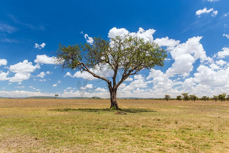 草原赛马摄影照片_自然，景观和野生动物的概念-非洲马赛马拉国家级自然保护区稀树草原的相思树。非洲大草原上的相思树