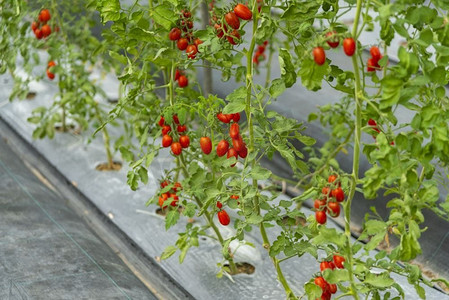 体系认证标摄影照片_在现代农业技术体系的房子里种植的西红柿