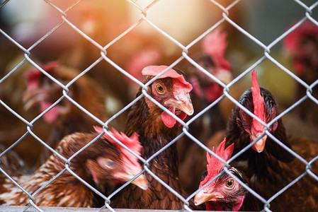 网箱养殖母鸡对室内养鸡场产品的蛋品选择性