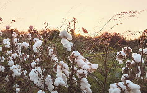 日出的棉花田。
