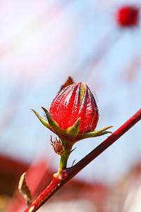 玫瑰茄果红色在树在花园里的果汁玫瑰茄茶健康和草药—芙蓉可能本地