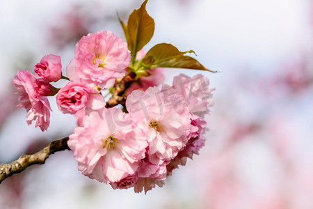 粉红色樱花樱花树花开在春天