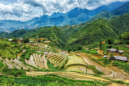 风景猫摄影照片_ 水稻，风景