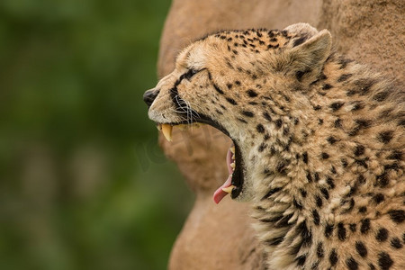 风景猫摄影照片_美丽的近摄肖像猎豹Acinonyx Jubatus在颜色。令人惊叹的亲密肖像猎豹Acinonyx Jubatus在五颜六色的风景