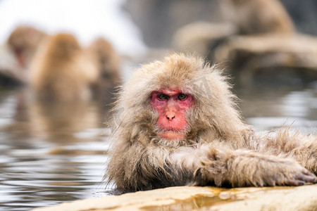 日本雪猴猕猴温泉温泉Jigokudan猴子公园，中野，日本