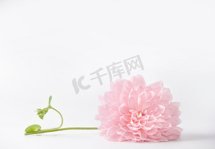 白色背景粉色花朵，带有复制空间，可用于问候、自然、园林或化妆品概念模板