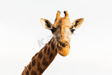 行进的骆驼摄影照片_动物、自然和野生动物的概念-非洲的长颈鹿。非洲的长颈鹿