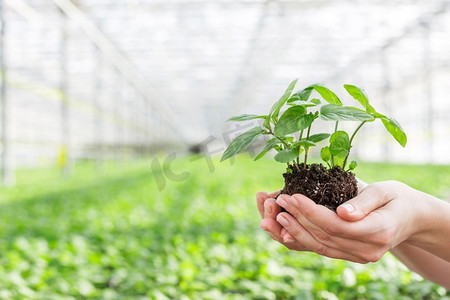 在苗圃中的女植物学家手握幼苗