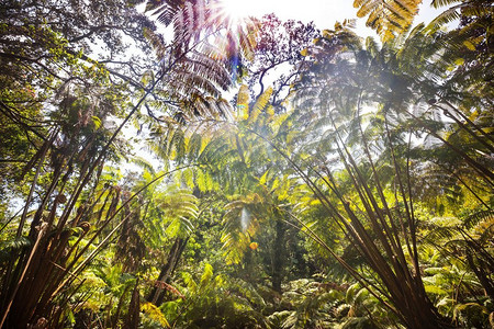 弗恩巨大的蕨类树在热带雨林，夏威夷岛