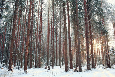 冬季景观雪树茂密林
