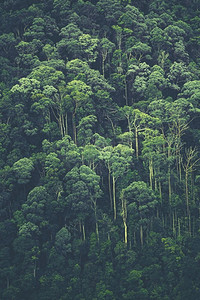 冰山丛林摄影照片_热带雨林背景