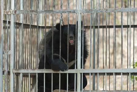 关在笼子里的黑熊,黑色和白色