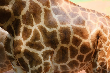 动物纹理摄影照片_动物特写野生动物真实长颈鹿皮肤纹理背景