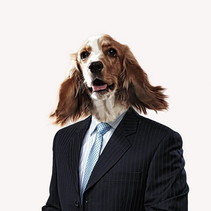 穿着西装的狗的滑稽肖像。一只狗的滑稽的肖像在一套衣服在一个抽象背景。拼贴画。