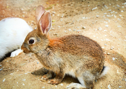 棕色兔子坐在地上的兔子农场里的动物