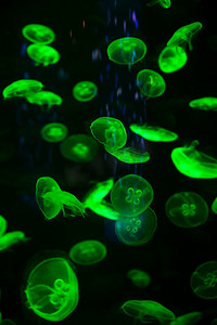 明亮的水母漂浮在黑暗的海水中