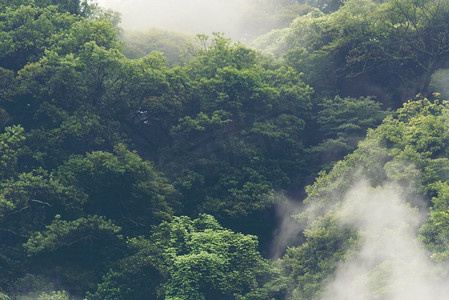 日本旅游矢量摄影照片_日本的热带森林，复古滤镜图像